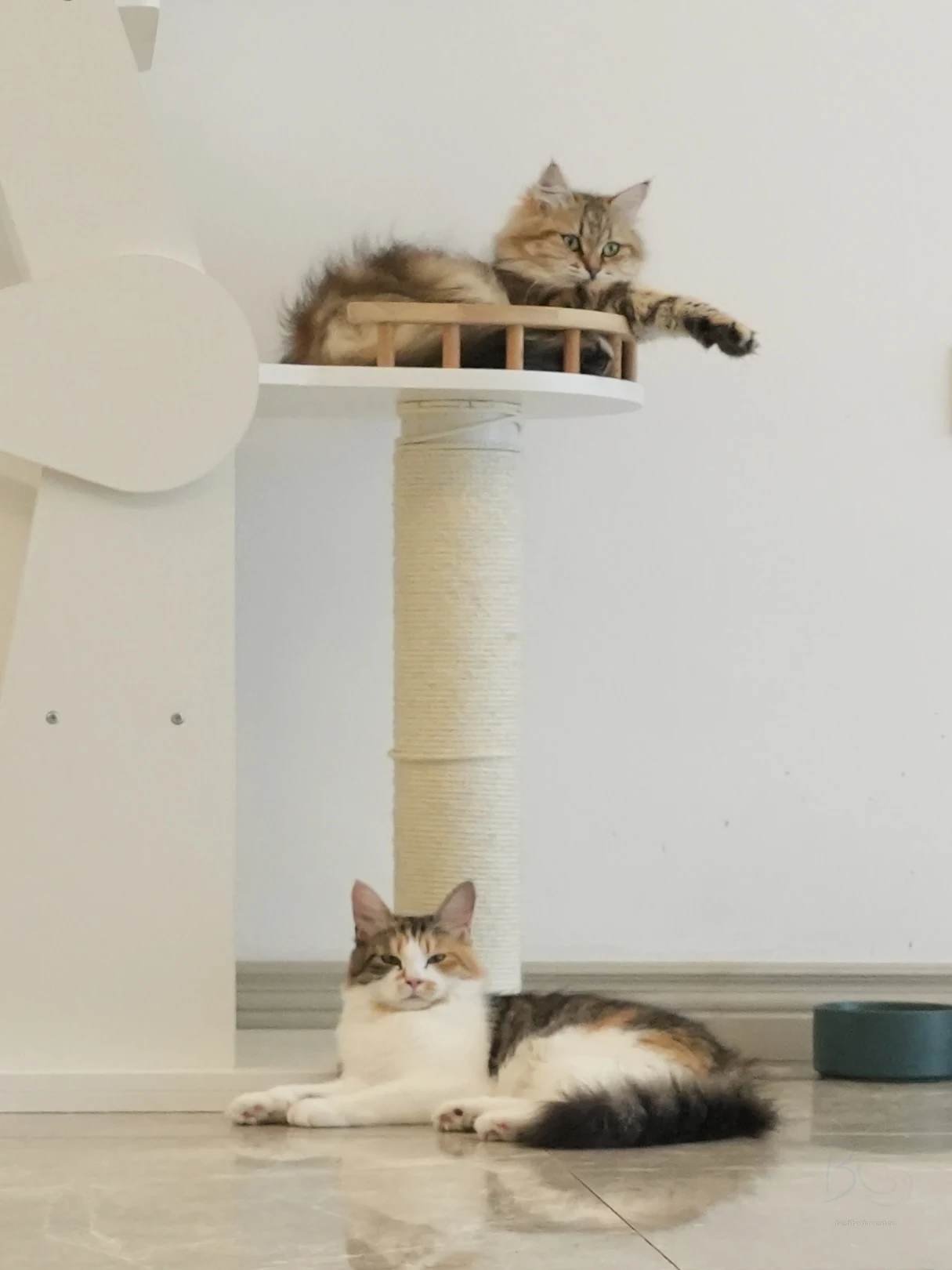 两只西伯利亚森林猫在猫爬架旁休息