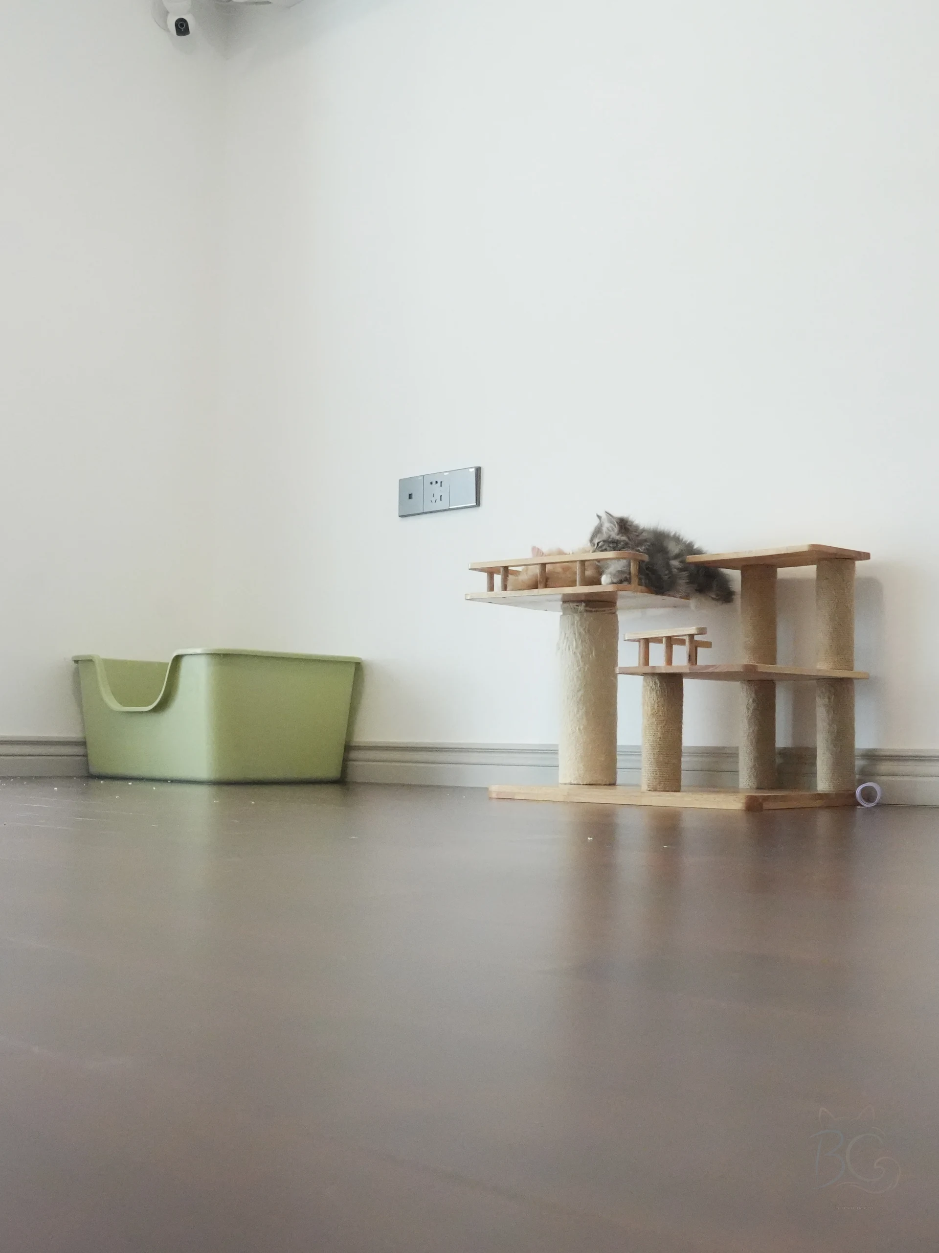 西伯利亚森林猫在猫爬架与生活设施旁休息