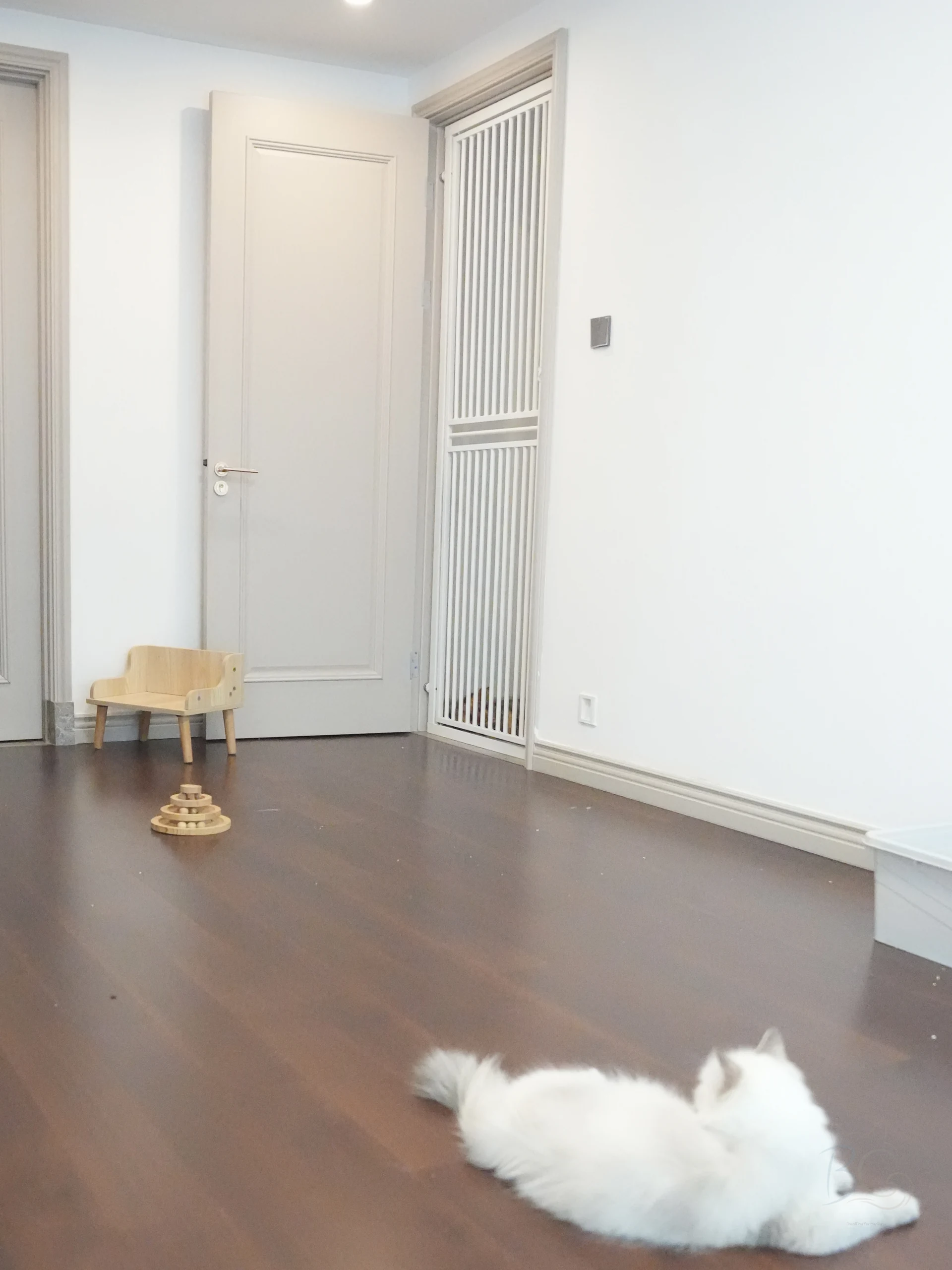 猫舍房间内的安全门、活动玩具与猫咪